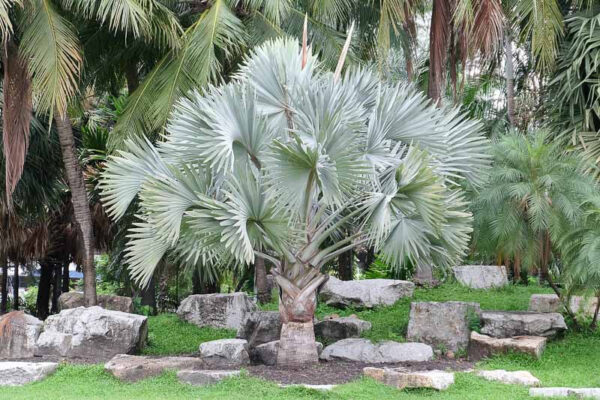 Kè bạc (Bismarckia nobilis)