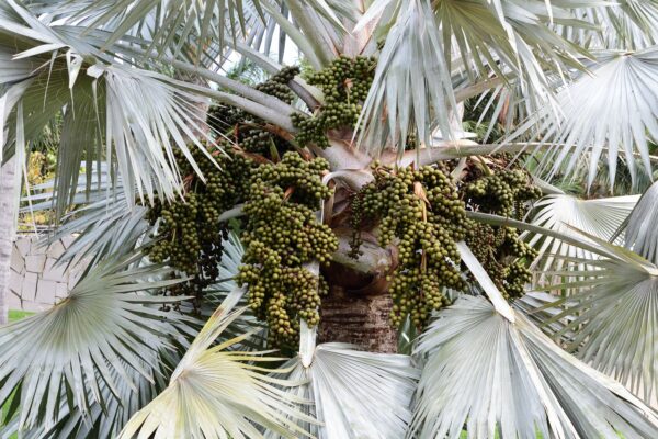 Kè bạc (Bismarckia nobilis)