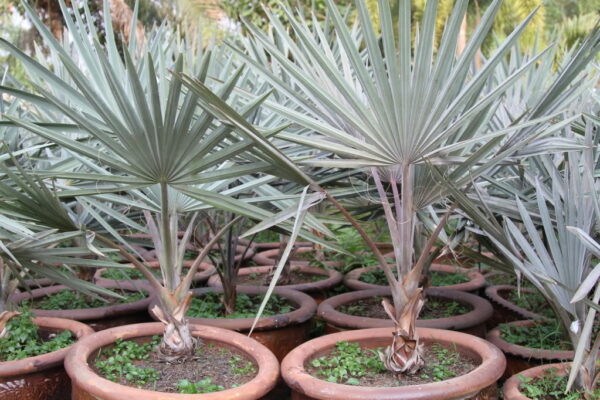 Kè bạc (Bismarckia nobilis)