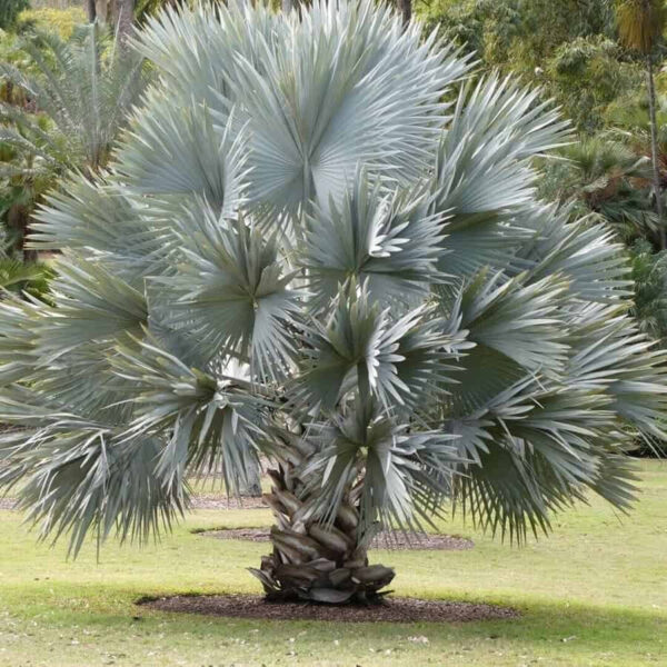 Kè bạc (Bismarckia nobilis)