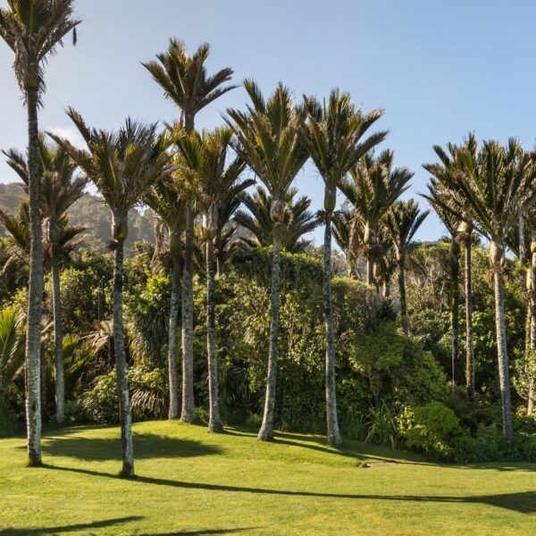 Rhopalostylis sapida (Nikau Palm)