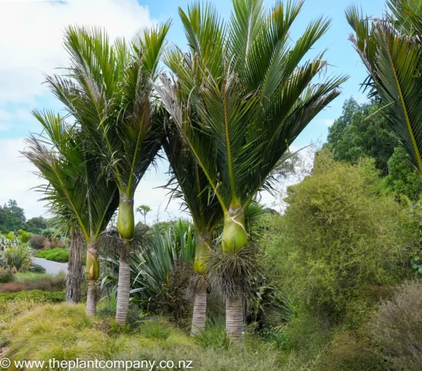 ต้นปาล์มนิเคา (Rhopalostylis sapida)