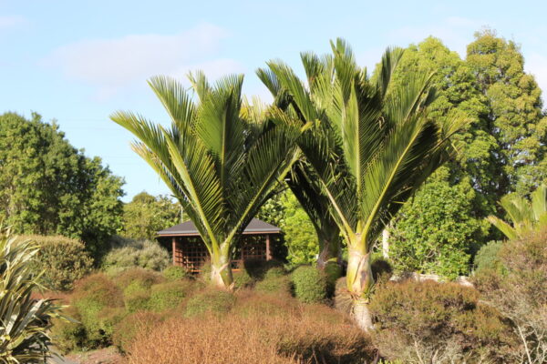 Rhopalostylis sapida (Nikau Palm)