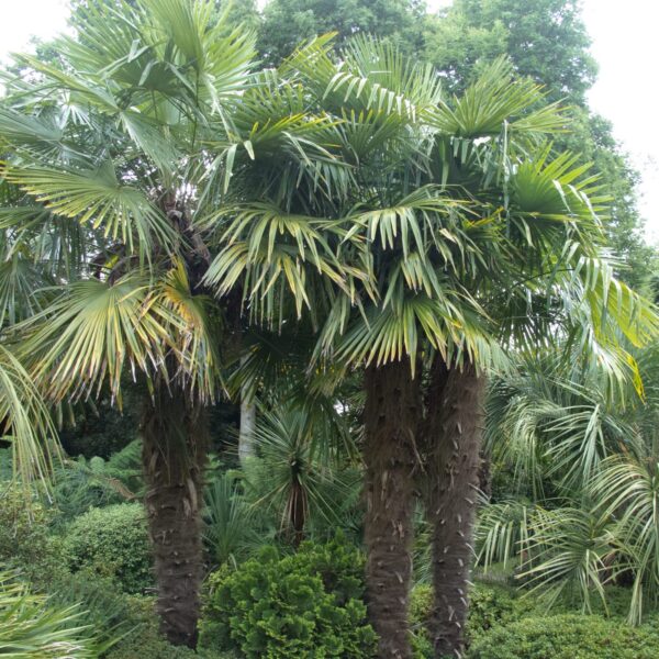 Trachycarpus fortunei (Chusan Palm)