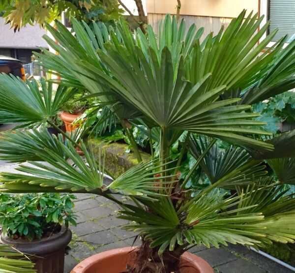 Trachycarpus wagnerianus (ต้นปาล์มแคระ)