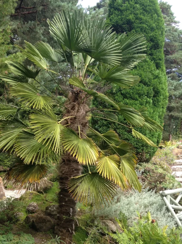 Trachycarpus wagnerianus (Dwarf Chusan Palm)