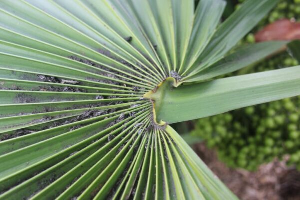 Trithrinax acanthocoma