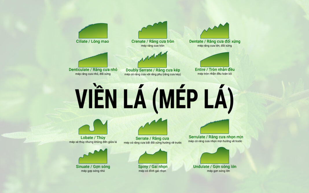 VIỀN LÁ (MÉP LÁ) | LEAF MARGIN