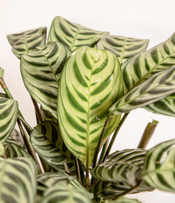 Đuôi Công Burle Marxii (Calathea Burle Marxii)