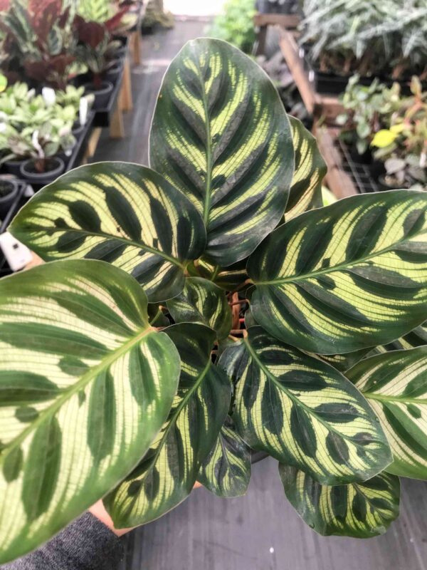 Đuôi Công Burle Marxii (Calathea Burle Marxii)