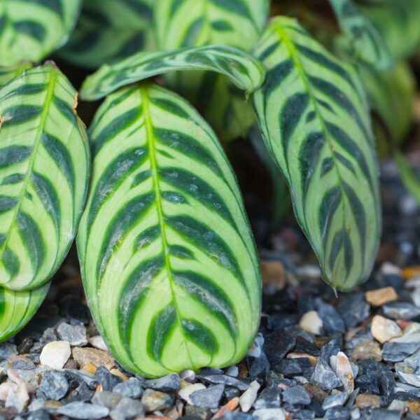 Đuôi Công Burle Marxii (Calathea Burle Marxii)