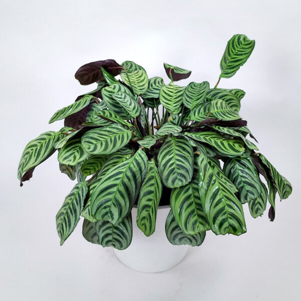 Đuôi Công Burle Marxii (Calathea Burle Marxii)