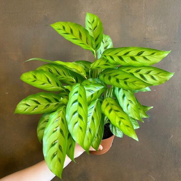 Calathea Leopard