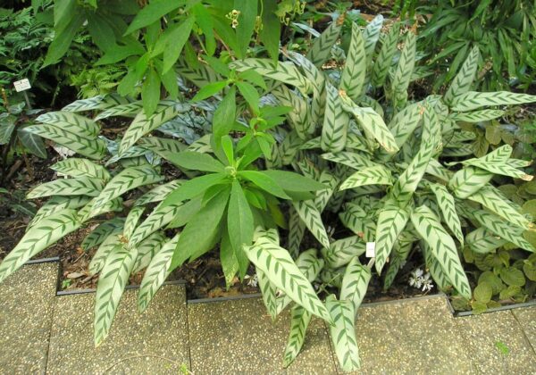 Calathea Leopard