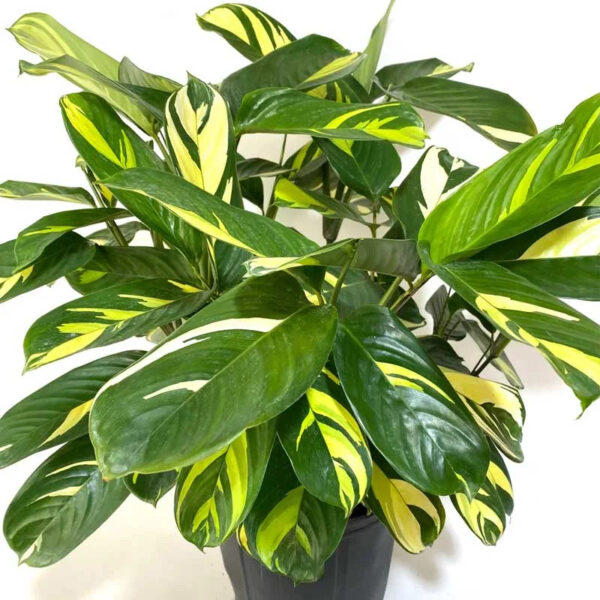 Đuôi Công Lubbersii (Calathea Lubbersii)