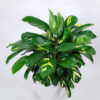 Đuôi Công Lubbersii (Calathea Lubbersii)