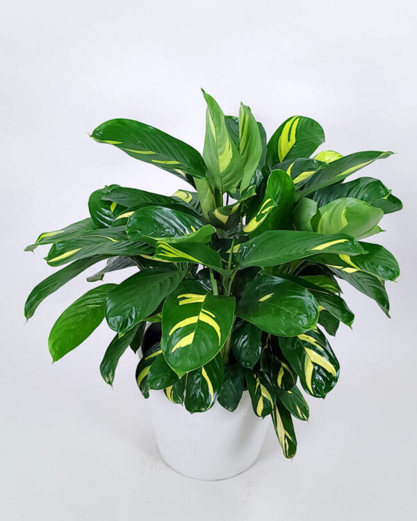 Đuôi Công Lubbersii (Calathea Lubbersii)