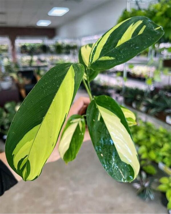 Đuôi Công Lubbersii (Calathea Lubbersii)