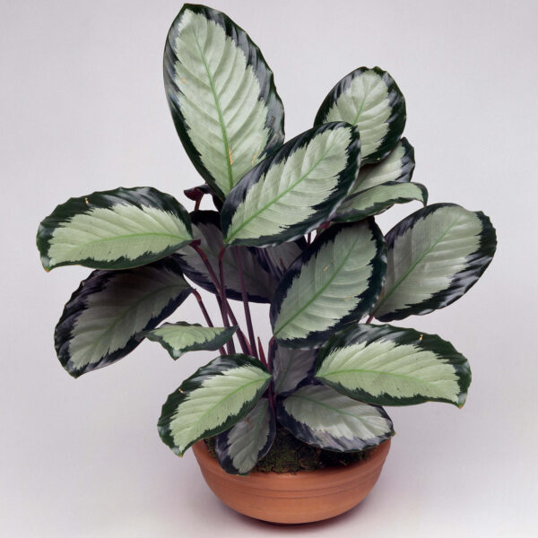 Cây đuôi công Picturata (Calathea Picturata)