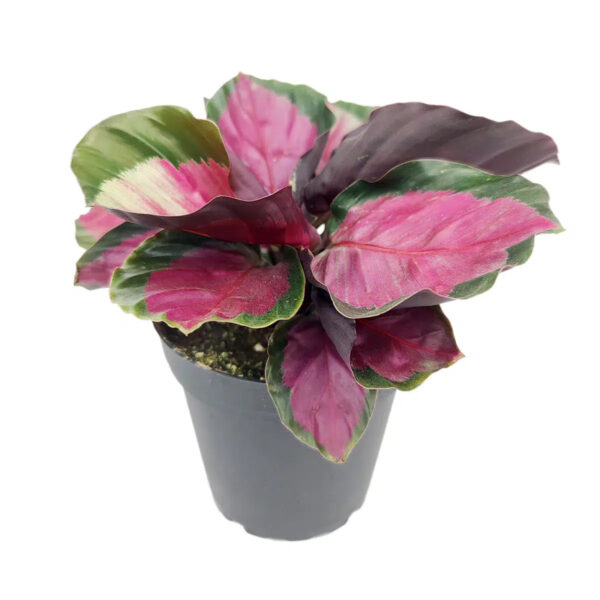 Đuôi Công Roseopicta Rosy (Calathea Roseopicta Rosy)