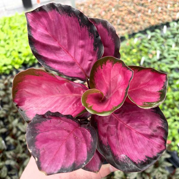 Calathea Roseopicta Rosy