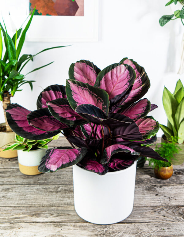 Đuôi Công Roseopicta Rosy (Calathea Roseopicta Rosy)