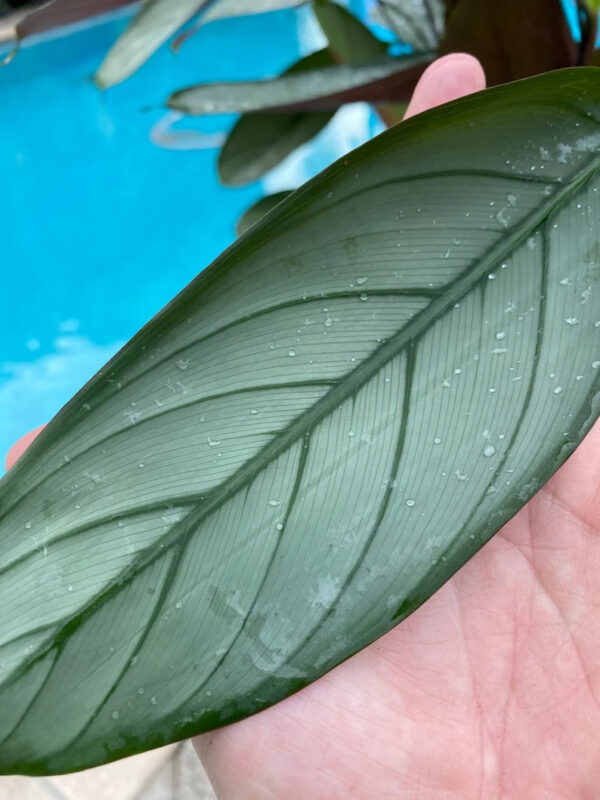 Calathea Silver Star