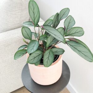 Calathea Silver Star