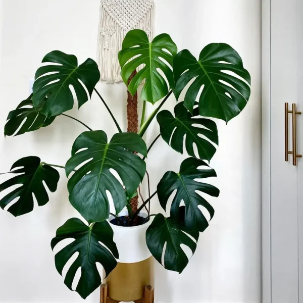 Cây Monstera: Ý nghĩa, hình ảnh, cách trồng, chăm sóc monstera tại nhà