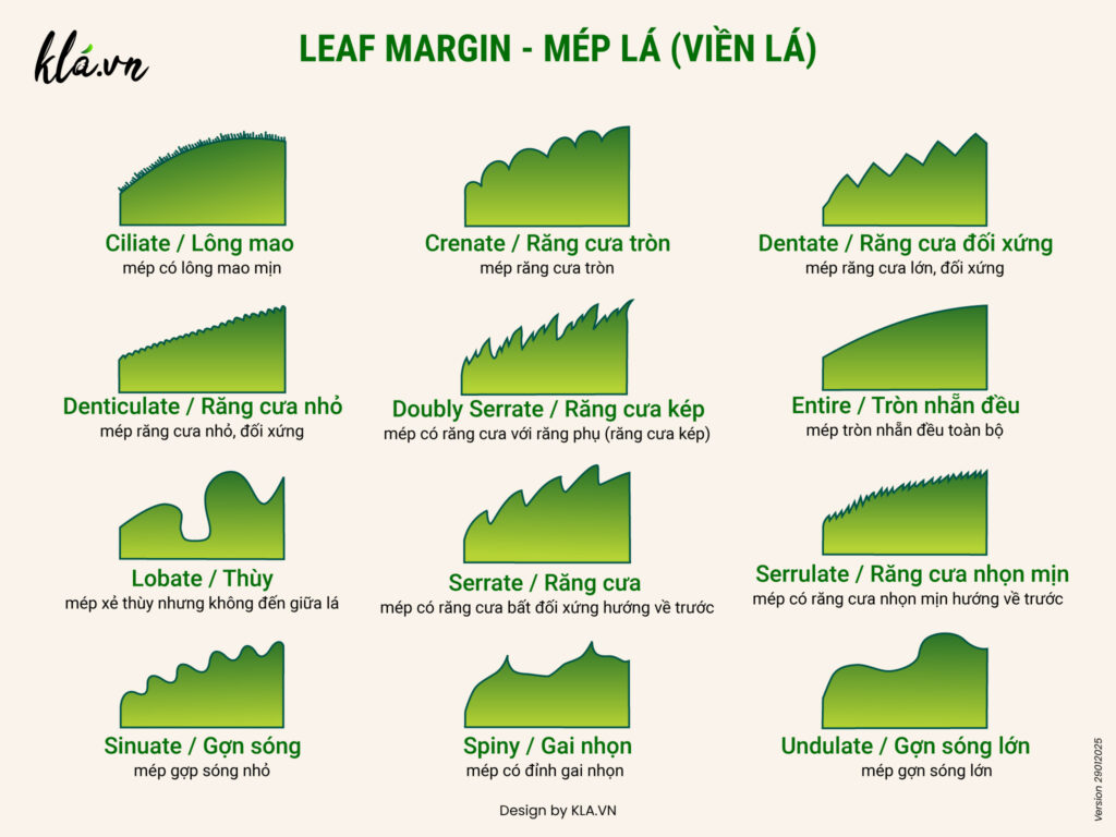 viền lá, mép lá (leaf margin)