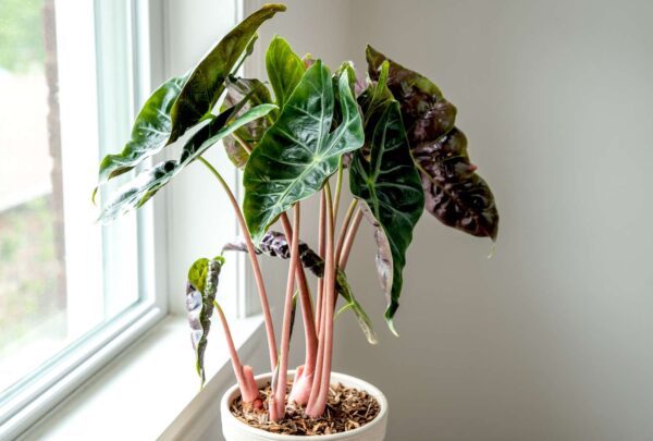 Alocasia Pink Dragon