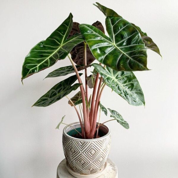 Alocasia Pink Dragon