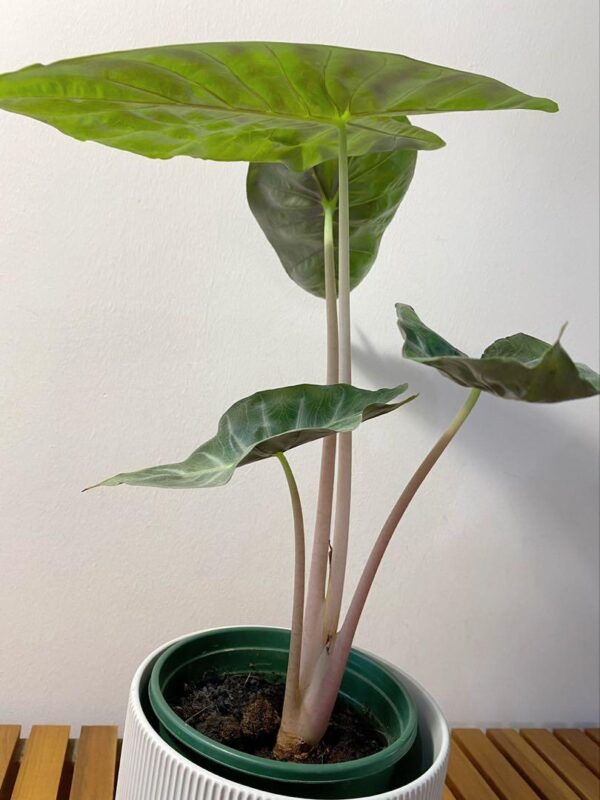 Alocasia Pink Dragon