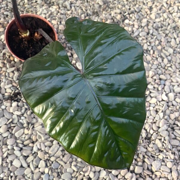 Alocasia Plumbea Nigra