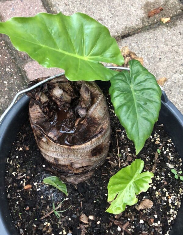 Alocasia Portodora