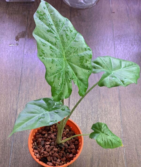 Alocasia Portodora