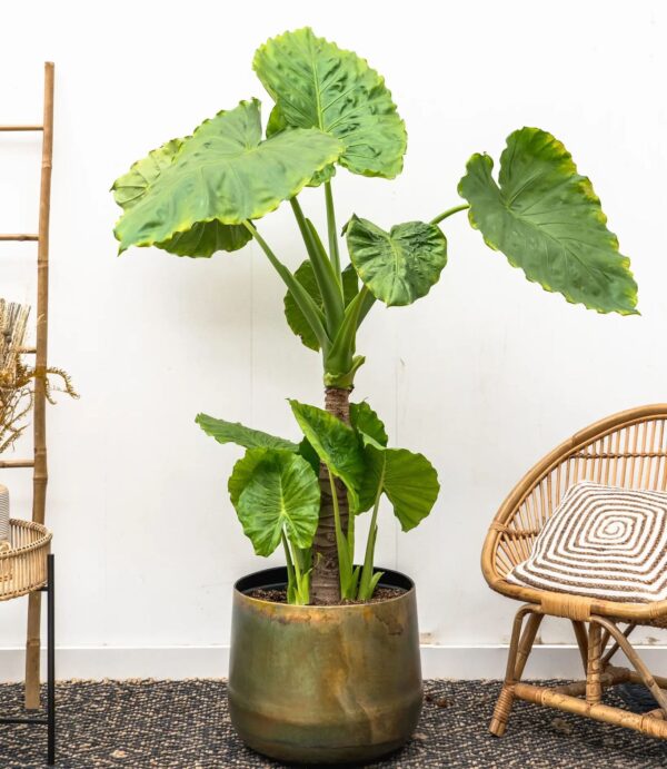 Alocasia Portodora