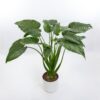 Alocasia-cucullata (1)