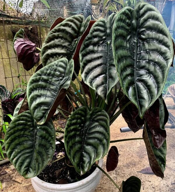 Alocasia cuprea