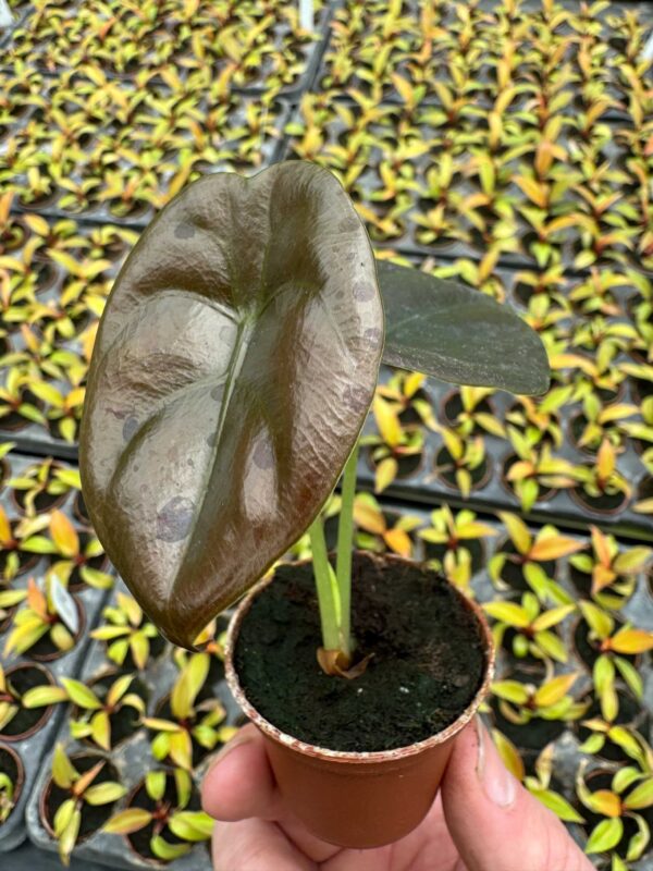 Alocasia-cuprea