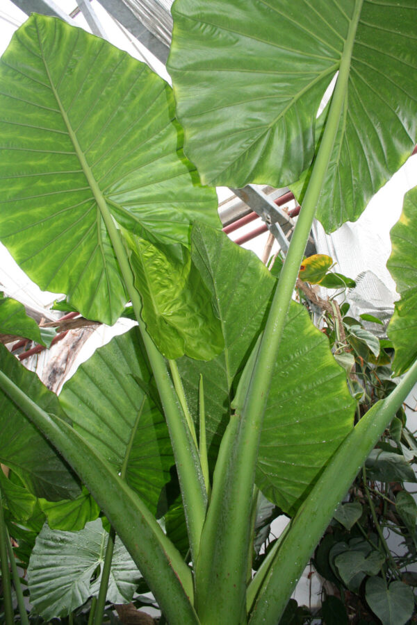 Alocasia macrorrhizos