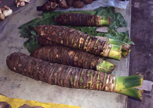 Alocasia macrorrhizos