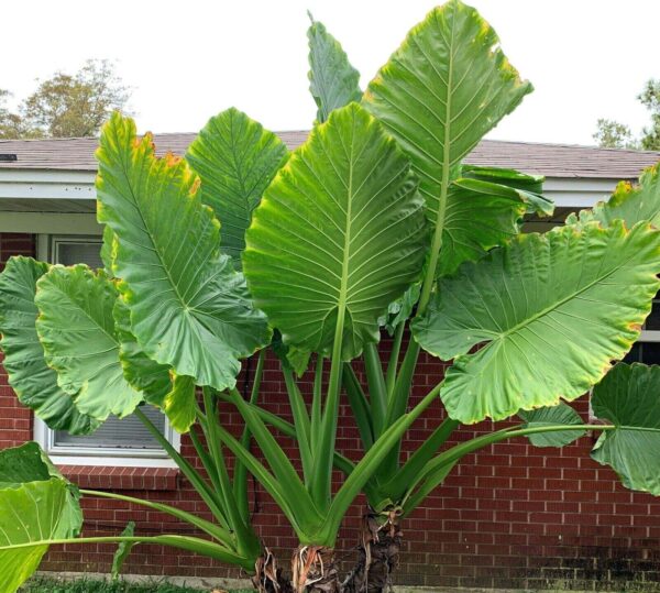 Alocasia macrorrhizos