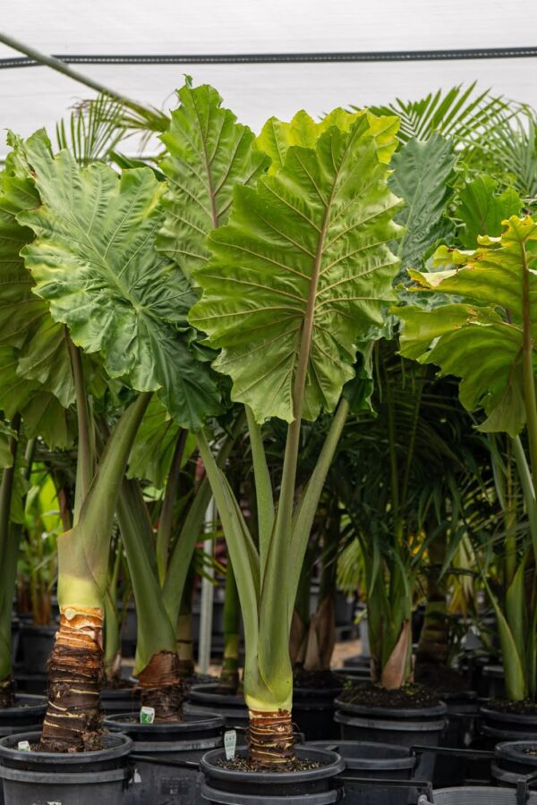 Alocasia macrorrhizos