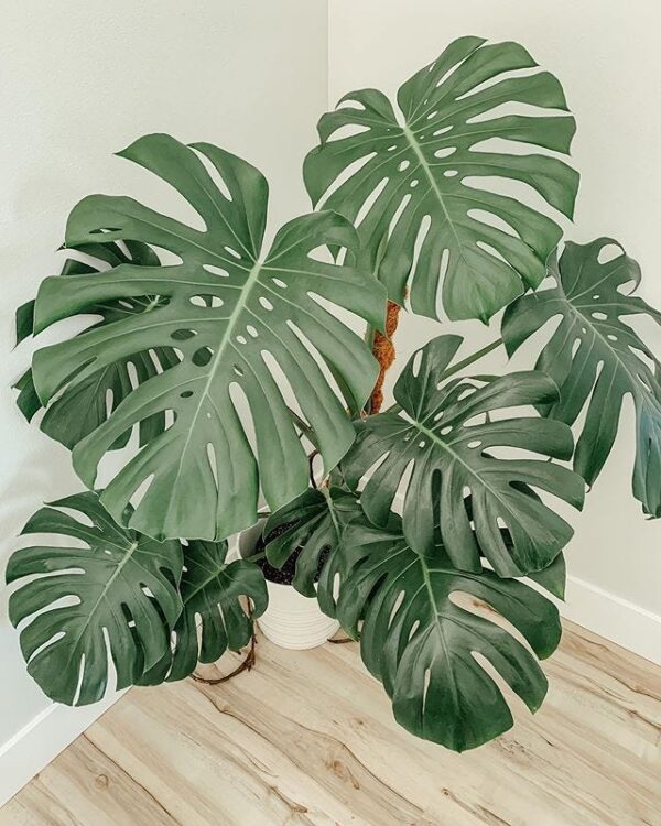 มอนสเตอร่า บอร์ซิเจียน่า (Monstera Borsigiana) พืชสกุลโพธอสใบแยกของอเมริกาใต้