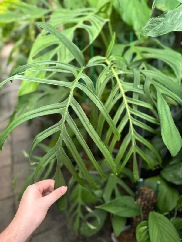 Monstera croatii