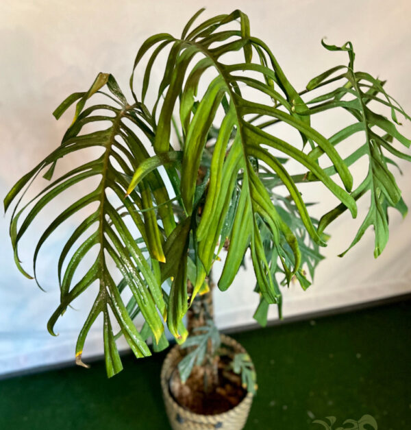 Monstera croatii