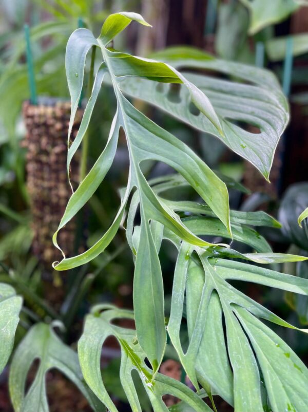 Monstera croatii