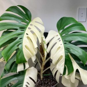 Monstera deliciosa-Albo Variegata "Half-Moon"