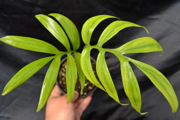 Monstera subpinnata